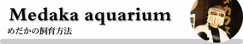 めだかの飼育方法